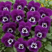 Viola cornuta Twix Power Purple Face